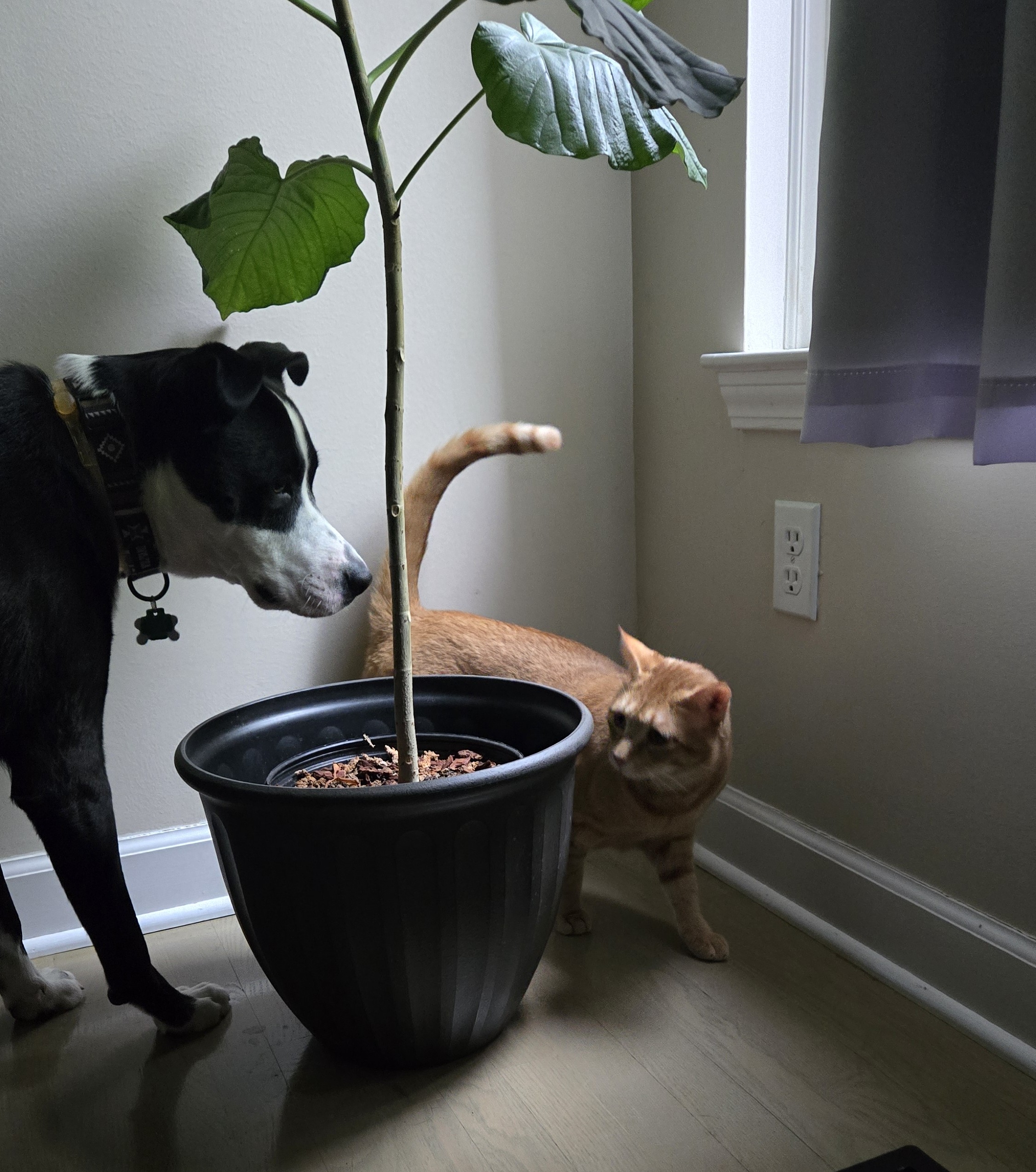 Dogs & Cats, Our in home mental and physical health care programs.